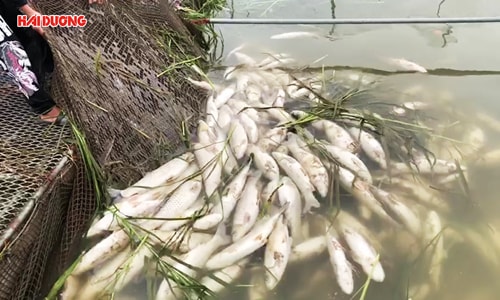 Hơn 100 tấn cá lồng chết nghi do nước thải